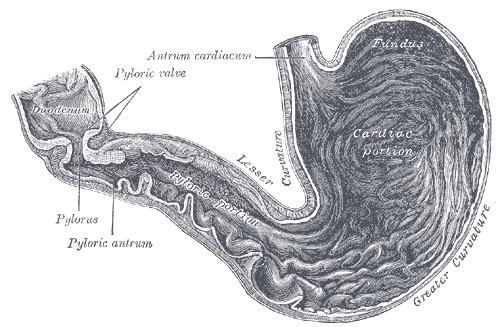 Gray1050-stomach